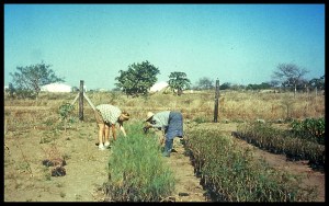 Working in the tree nursery 1990