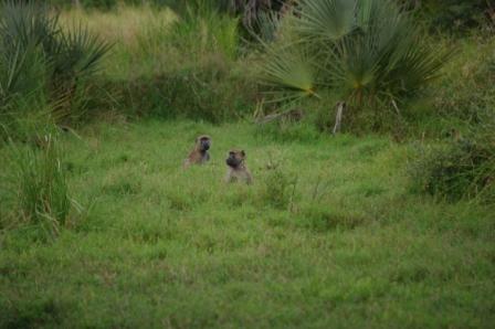 baboons baboons