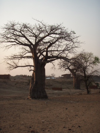Malumbo Tree Malambe- Chimoio, Day 9 | Farmers, Food, and Vegetables