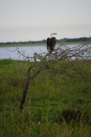 fish-eagle fish-eagle