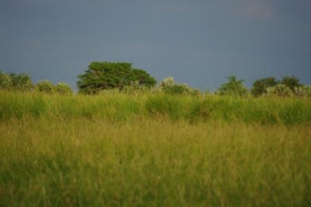grass-and-trees grass-and-trees