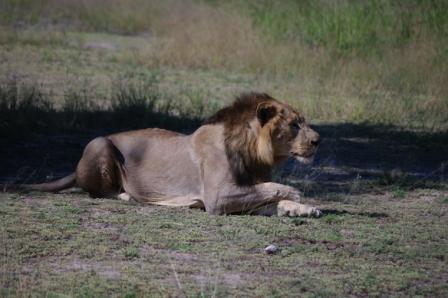 lion-alert lion-alert