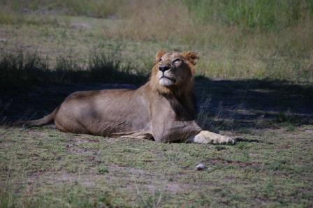 lion-and-plane lion-and-plane