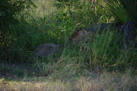 sleepy-lion sleepy-lion